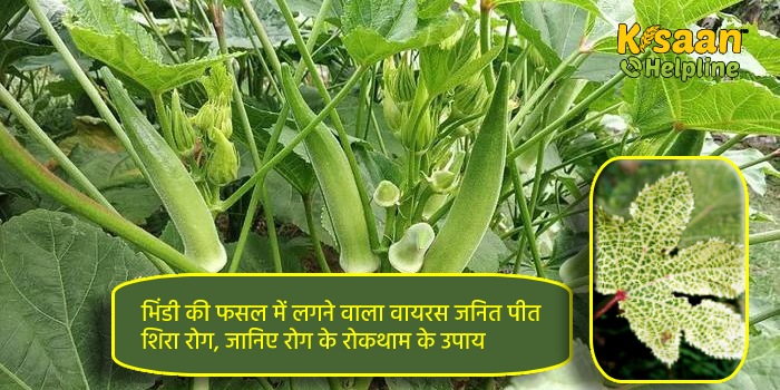 भिंडी की फसल में लगने वाला वायरस जनित पीत शिरा रोग, जानिए रोग के लक्षण और रोकथाम के उपाय